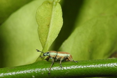 Cleistolophus viridimargo