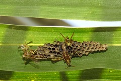 Mischocyttarus basimacula