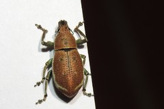 Cleistolophus viridimargo