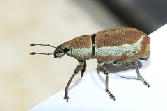 Cleistolophus viridimargo