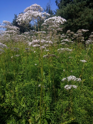 Vaistinis valerijonas nuotrauka