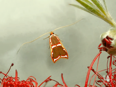 Barantola pulcherrima