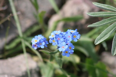 Myosotis asiatica