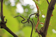 Vitis riparia
