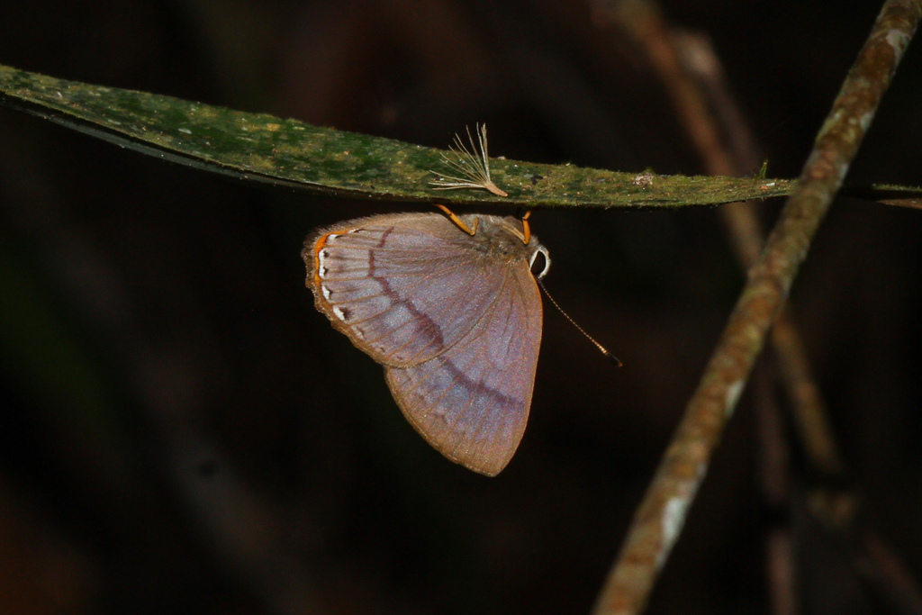 Euselasia eubotes