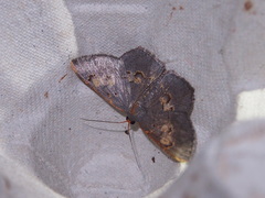 Serratophyga subangulata