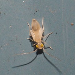 Xanthocaecilius sommermanae