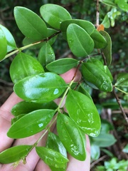 Mouriri helleri