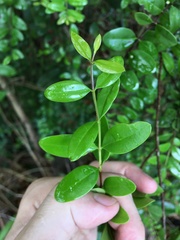 Mouriri helleri
