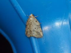 Giaura multipunctata