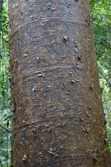 Agathis robusta