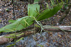 Peristeranthus hillii