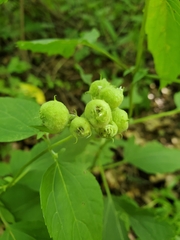 Schizomyia eupatoriflorae