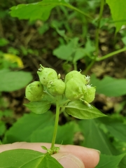 Schizomyia eupatoriflorae