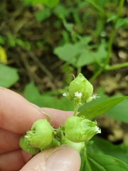 Schizomyia eupatoriflorae