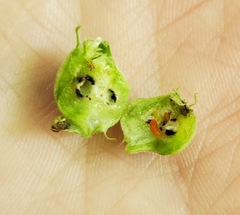 Schizomyia eupatoriflorae