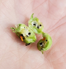 Schizomyia eupatoriflorae