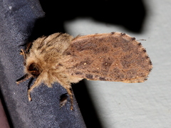 Oncopera rufobrunnea