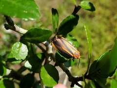 Hypoprepia fucosa