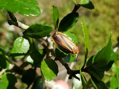 Hypoprepia fucosa