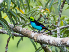 Paradise Tanager photo 3