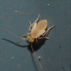 Xanthocaecilius sommermanae