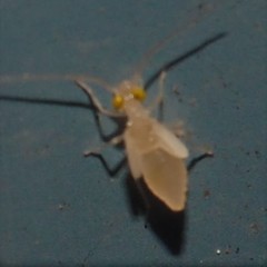 Xanthocaecilius sommermanae