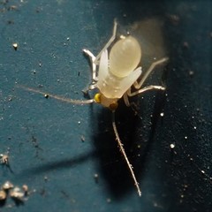 Xanthocaecilius sommermanae