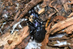 Sphaeroderus schaumii