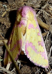 Psectrotarsia suavis