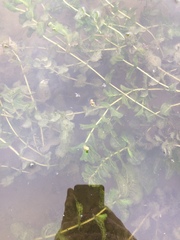 Potamogeton perfoliatus