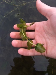 Potamogeton perfoliatus
