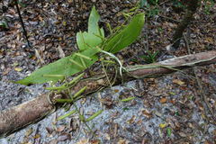 Peristeranthus hillii