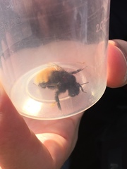 Bombus alpinus
