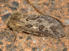 Oncopera intricoides