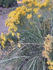 Ericameria nauseosa