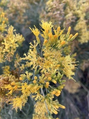 Ericameria nauseosa