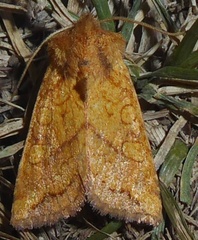 Hydroeciodes juvenilis