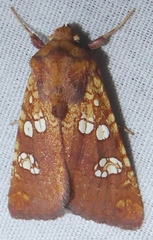 Hydroeciodes serrata