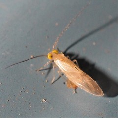 Xanthocaecilius sommermanae