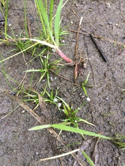 Eriocaulon aquaticum