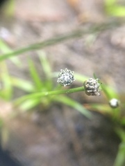 Eriocaulon aquaticum