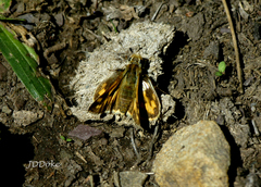 Hylephila ancora