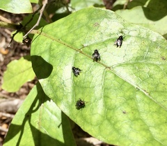 Berisina maculipennis