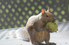 Sciurus carolinensis