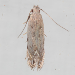 Battaristis nigratomella