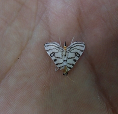 Conchylodes ovulalis