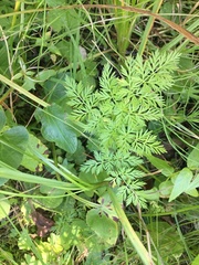 Ligusticum tenuifolium