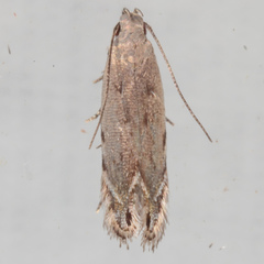 Battaristis nigratomella