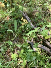 Ligusticum tenuifolium